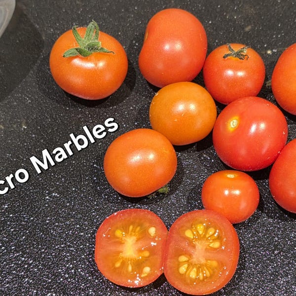 NEW! Micro Marbles, Micro Dwarf Tomato (15+ Seeds) Bite-Sized Jewels on a Tiny Plant