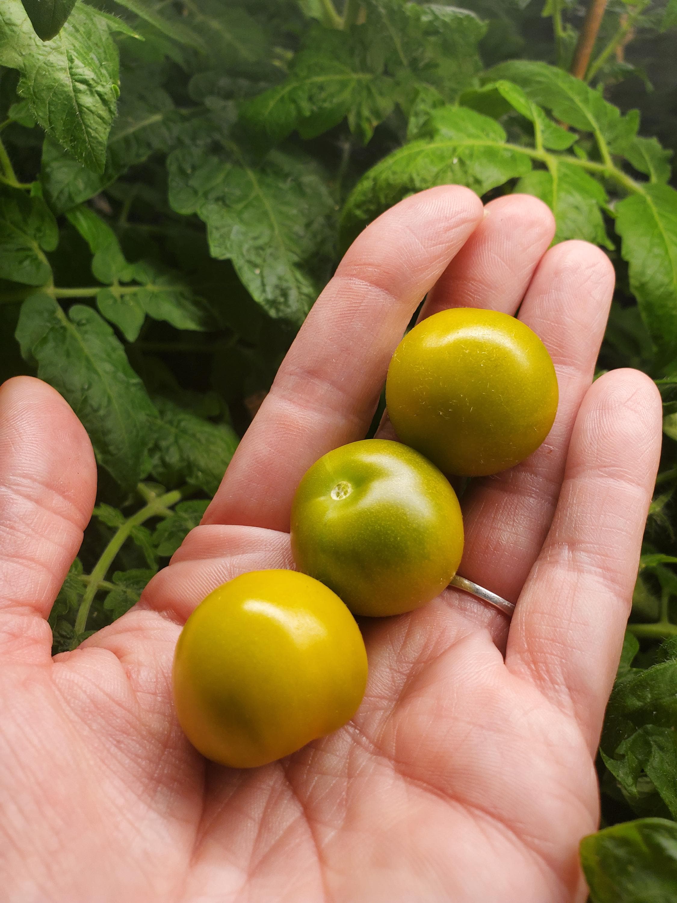 Fat Frog Micro Dwarf Tomato (15+ Seeds) Chunkier Cherries With