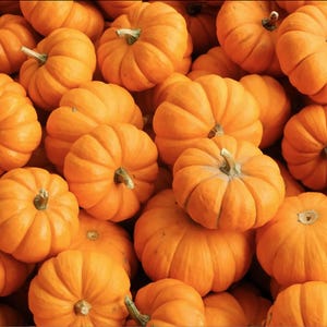 May include: A close-up shot of a pile of small, bright orange pumpkins. Each pumpkin has a ribbed texture and a green or brown stem. The pumpkins are densely packed together, creating a vibrant autumn harvest scene.