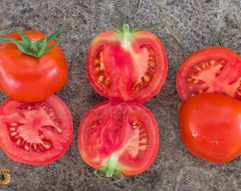 Sub Arctic Plenty Dwarf Tomato (15+ Seeds)
