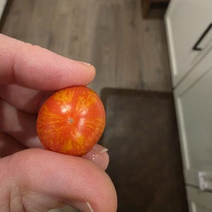 May include: A small, oval-shaped tomato with a vibrant red and orange striped pattern. The tomato is held between fingers, showcasing its size and texture. The skin has a smooth appearance with a small, dark spot at the top.