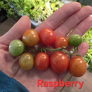 May include: A hand holding a cluster of small, colorful tomatoes. The tomatoes range in color from green to orange to red. The text "Raspberry Ruffles" is written in red at the bottom of the image.