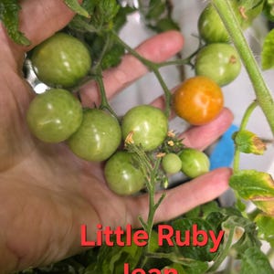 New! Little Ruby Jean Micro Dwarf Tomato (15+ Seeds) Bunny Hop original