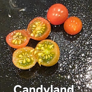 May include: Close-up of Candyland tomatoes, some halved to reveal the green and yellow interior. Two whole tomatoes and two halves are visible, with a dark, wet surface. The text "Candyland" is at the bottom.