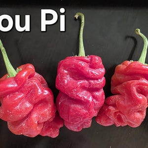 May include: Three vibrant red Zou Pi peppers with textured surfaces and green stems are displayed. The peppers have a unique, wrinkled appearance. The text "Zou Pi" is displayed in white letters above the peppers.