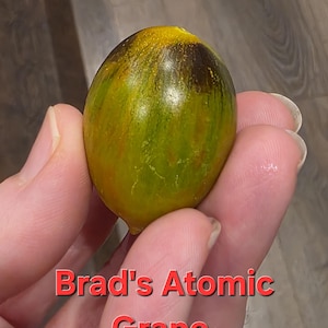 May include: A single Brad's Atomic Grape tomato, held in a hand. The tomato is oval-shaped with a mix of green, yellow, and dark brown stripes. The text "Brad's Atomic Grape" is displayed in red, below the tomato.