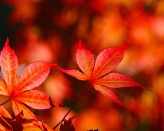 Tarjeta de felicitación Your Pulling Touch (Colores del otoño)