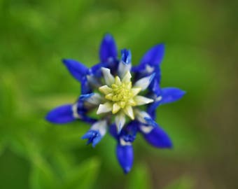 Saludo "Burst" de Bluebonnet