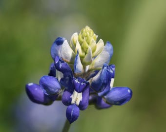 Tarjeta de felicitación "Abloom" de lupino azul