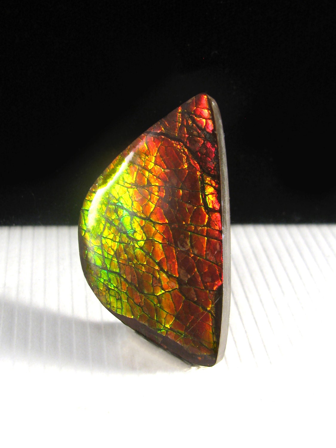 Ammolite Opal Cabochon Alberta Canada Opalized Etsy