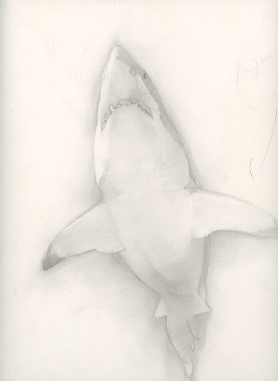 Grand Requin Blanc Dessin Etsy Grand Requin Blanc Dessin Etsy