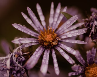 Purple Coneflower Print