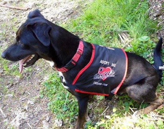 working dog vest