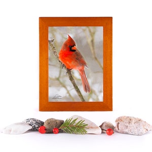 Cardinal Framed Bird Photo, cardinal small bird gift, sympathy spiritual gift, mini cardinal gift, wildlife, Canada, Christmas gift