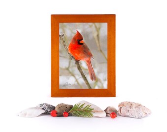 Cardinal Framed Bird Photo, cardinal small bird gift, sympathy spiritual gift, Mother's Day gift, mini cardinal gift, wildlife, Canada