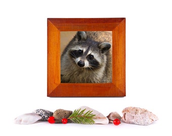 Raccoon Tabletop Mini Framed Animal, cute framed animal gift, Mother's Day gift, raccoon nature print, animal lover gift, Canada nature