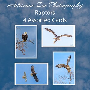 Ensemble de cartes Raptors, 4 cartes de vœux assorties, carte nature, faune canadienne, carte aigle, Pour lui, fête des pères, cadeau de fête des mères, Canada