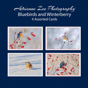 Bluebirds and Winterberry Card Set, 4 assorted photo cards, wildlife variety card, Christmas gift, bird lover card, Canadian Bird gift