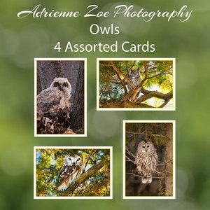 Ensemble de cartes Hibou, 4 cartes photo de hibou assorties, carte de variétés fauniques, petit cadeau, amoureux des hiboux, carte d’amoureux des oiseaux, cadeau de la fête des Mères, pour lui, Ontario