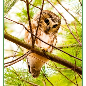 Owl Card Set, 4 assorted owl photo cards, wildlife variety card, nature card set, Father's Day gift, Mother's Day gift, for him, Ontario image 2