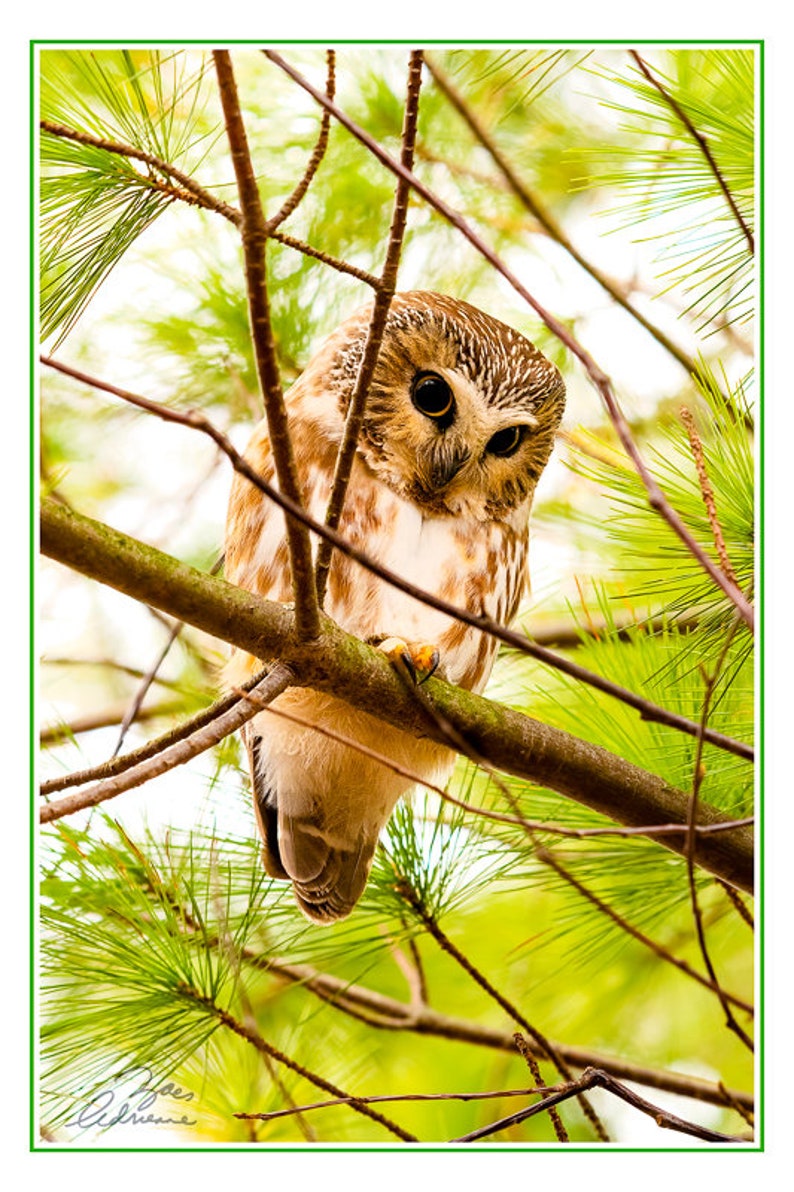 Owl Card Set, 4 assorted owl photo cards, wildlife variety card, nature card set, Father's Day gift, Mother's Day gift, for him, Ontario image 2