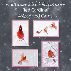 Ensemble de cartes Cardinal Rouge, 4 cartes vierges assorties, Trousse de cartes de vœux pour oiseaux d’hiver, Carte de deuil de sympathie, Carte de Noël, Canada nature