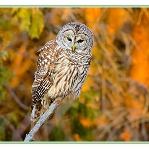 Owl Card Set, 4 assorted owl photo cards, wildlife variety card, nature card set, Father's Day gift, Mother's Day gift, for him, Ontario image 5