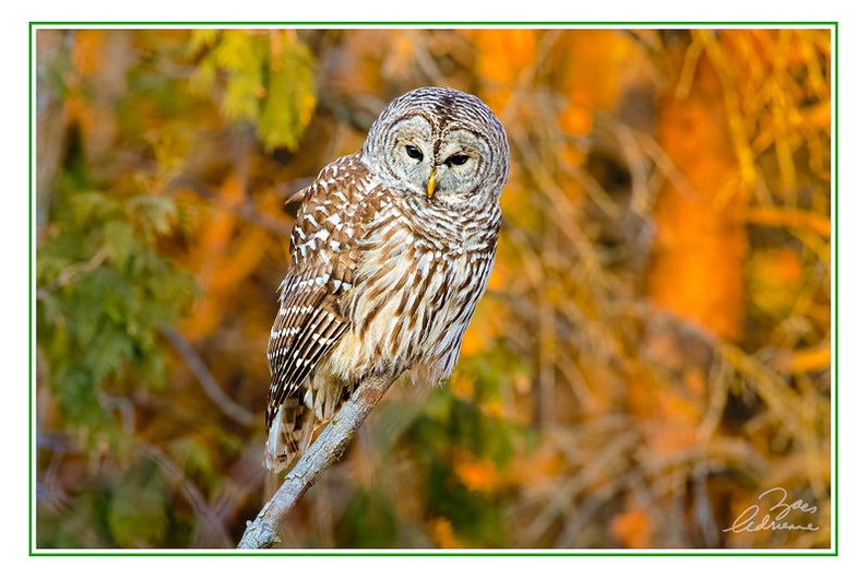 Owl Card Set, 4 assorted owl photo cards, wildlife variety card, nature card set, Father's Day gift, Mother's Day gift, for him, Ontario image 5