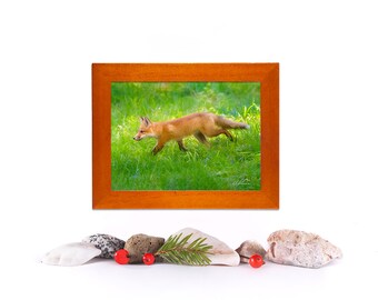 Red Fox Mini Framed Animal Photo, small cute animal gift, Canadian Wildlife, tiny animal gift, Valentine's Day gift, Nature image, Canada