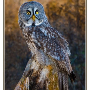 Owl Card Set, 4 assorted owl photo cards, wildlife variety card, nature card set, Father's Day gift, Mother's Day gift, for him, Ontario image 4