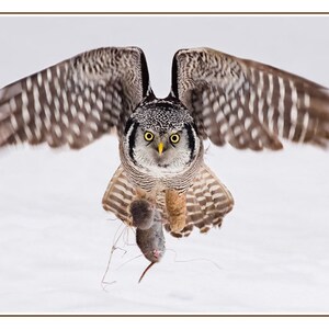 Owl Card Set, 4 assorted owl photo cards, wildlife variety card, nature card set, Father's Day gift, Mother's Day gift, for him, Ontario image 3