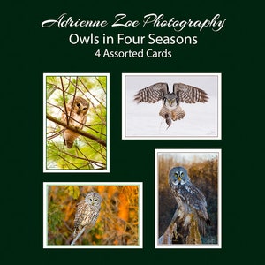 Owl Card Set, 4 assorted owl photo cards, wildlife variety card, nature card set, Father's Day gift, Mother's Day gift, for him, Ontario image 1