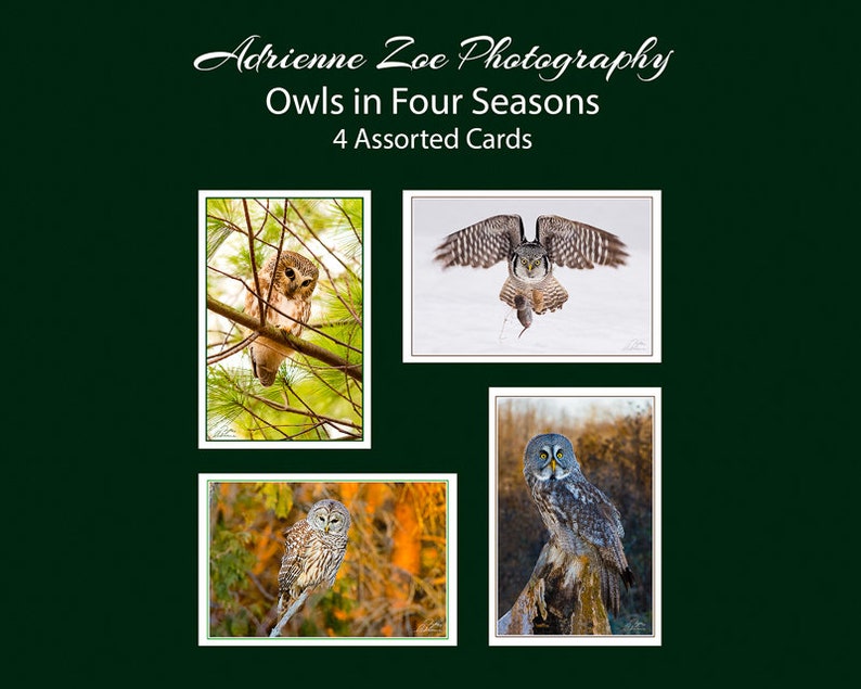 Owl Card Set, 4 assorted owl photo cards, wildlife variety card, nature card set, Father's Day gift, Mother's Day gift, for him, Ontario image 1