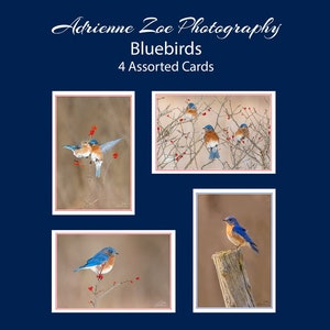 Ensemble de cartes oiseaux bleus, 4 cartes photo assorties, lot de cartes de variétés d'oiseaux, cadeau de la Saint-Valentin, carte d'amant des oiseaux, Canada, cadeau de Noël