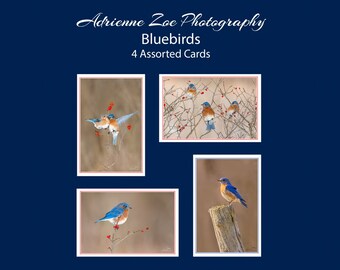 Bluebirds Card Set, 4 assorted photo cards, Bird variety card pack, Valentine's Day gift, bird lover card, Canada, Mother's Day gift