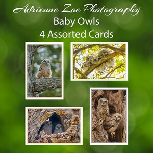 Ensemble de cartes Baby Owls, 4 cartes photo assorties de hibou, carte de variété de la faune, petit ensemble cadeau, amant de hibou, amant d'oiseau, nature, carte de printemps, Canada