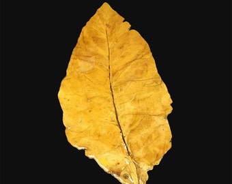 addictive substance found in tobacco Tobacco-Alcohol