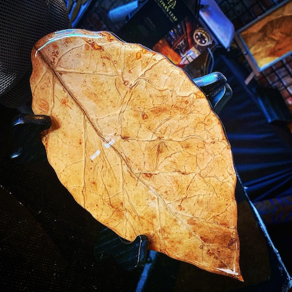 tobacco leaf color Tobacco Leaf OR North Carolina Shape - Flue Cured