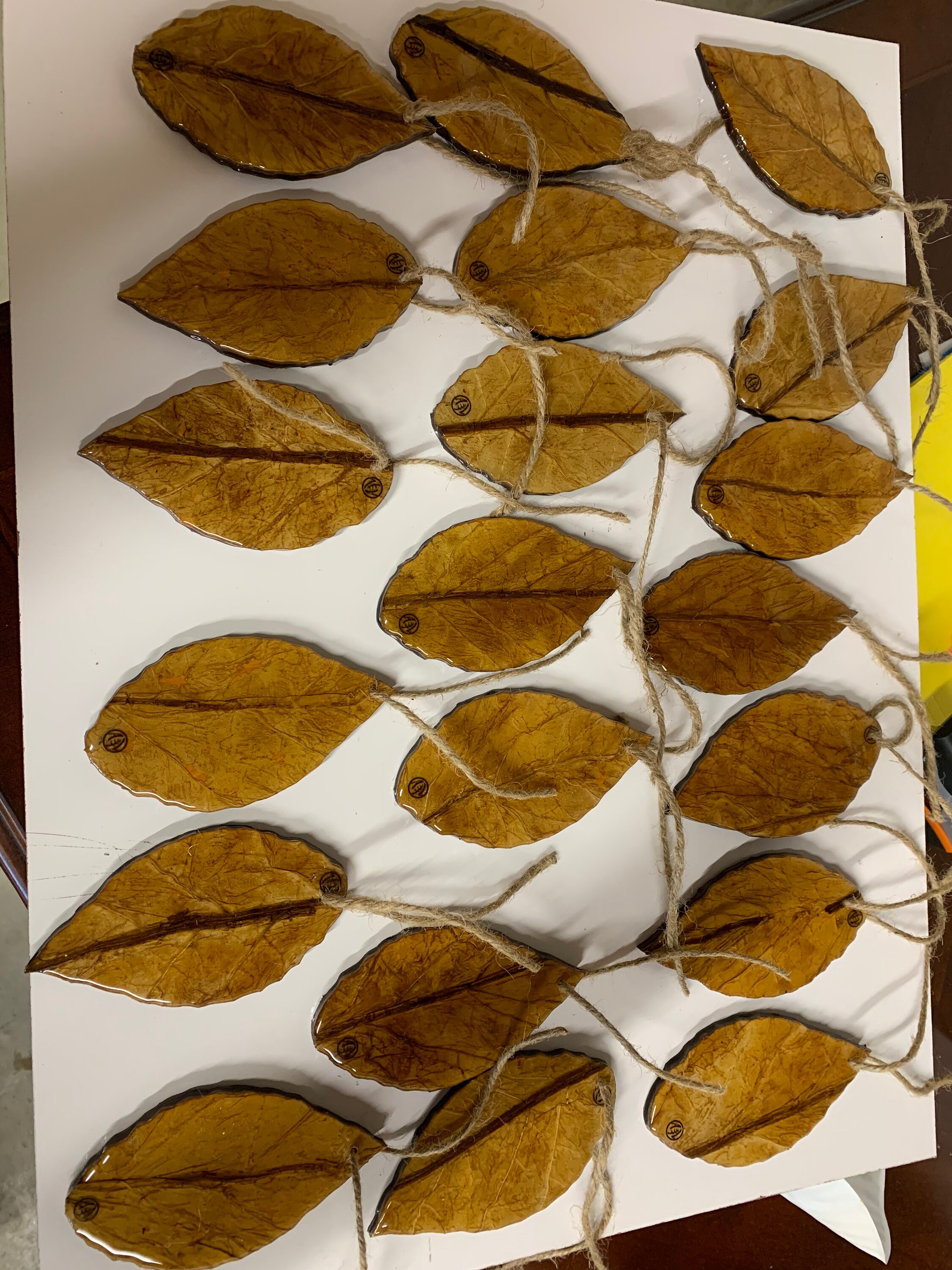 what does a tobacco crop look like How To Grow Tobacco: Farming Process From Seed To Harvest