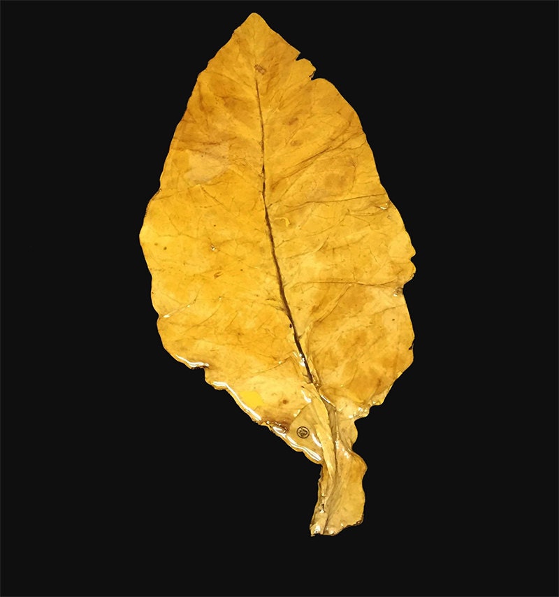 Tobacco Leaf Decor FlueCured Etsy