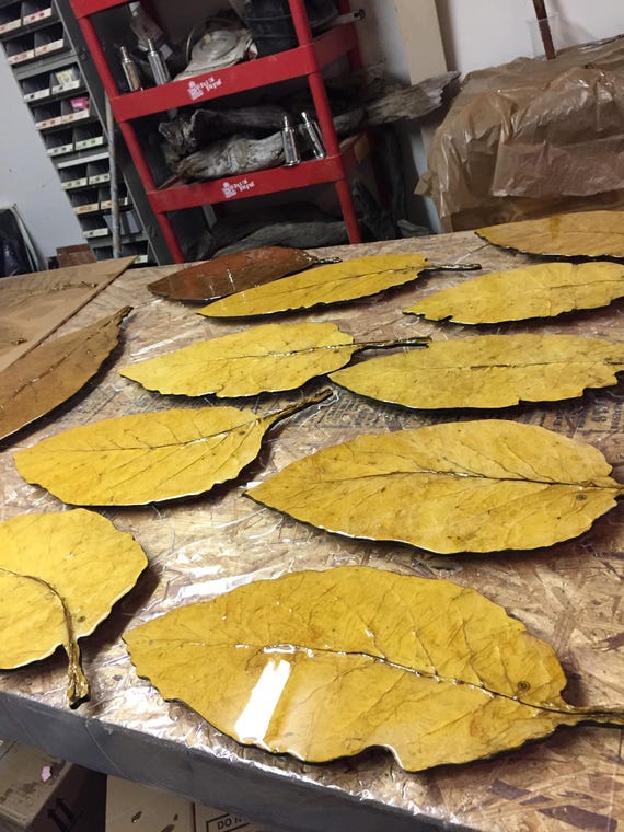 cured tobacco leaves for sale Tobacco Leaf Decor (flue-cured)