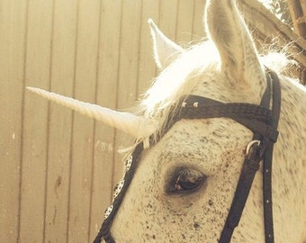 Cuerno de unicornio, cuernos, unicornio, cuerno de unicornio para caballos, cuernos para caballos, cuernos para bridas, caballos como unicornios