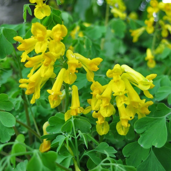 Corydalis Lutea | Yellow Bleeding Heart | 4" Pot | Deer Restistant | Shade Lover | Live Plant | Perennial | Long Blooming