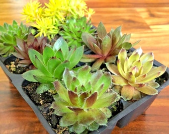 8 Hardy Succulent Variety Pack  2 inch plants Hens and Chicks  Chick Charms  Fairy Garden  Live Plants mixture of succulents
