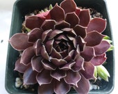 Sempervivum Pacific Shadows Hardy Perennial Red Succulent Purple succulent live succulent