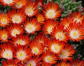 Delosperma Hot Cakes Pumpkin Perfection Live Succulent 4 Inch Pot Ice Plant Orange Bloom Fast Grower Good for Containers Drought Tolerant