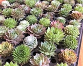Mini Succulent Plugs 3 dozen Live Succulent Plant Live Sempervivum Hens Chicks Hardy Succulent Fairy Garden Party Favor 36 Plugs