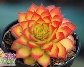 Gold Nugget Chick Charm Sempervivum yellow sempervivum orange sempervivum hens chicks hardy succulent Live Succulent Live Plant 4 inch pot