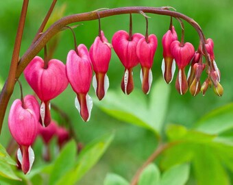 Téléchargement gratuit Images Deer Resistant Etsy dernière