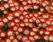 Delosperma Hot Cakes Tangerine Tango
